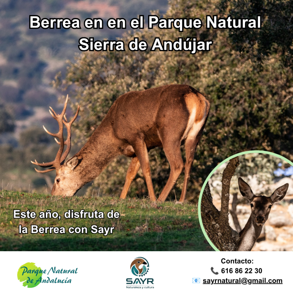 Cartel Berrea
